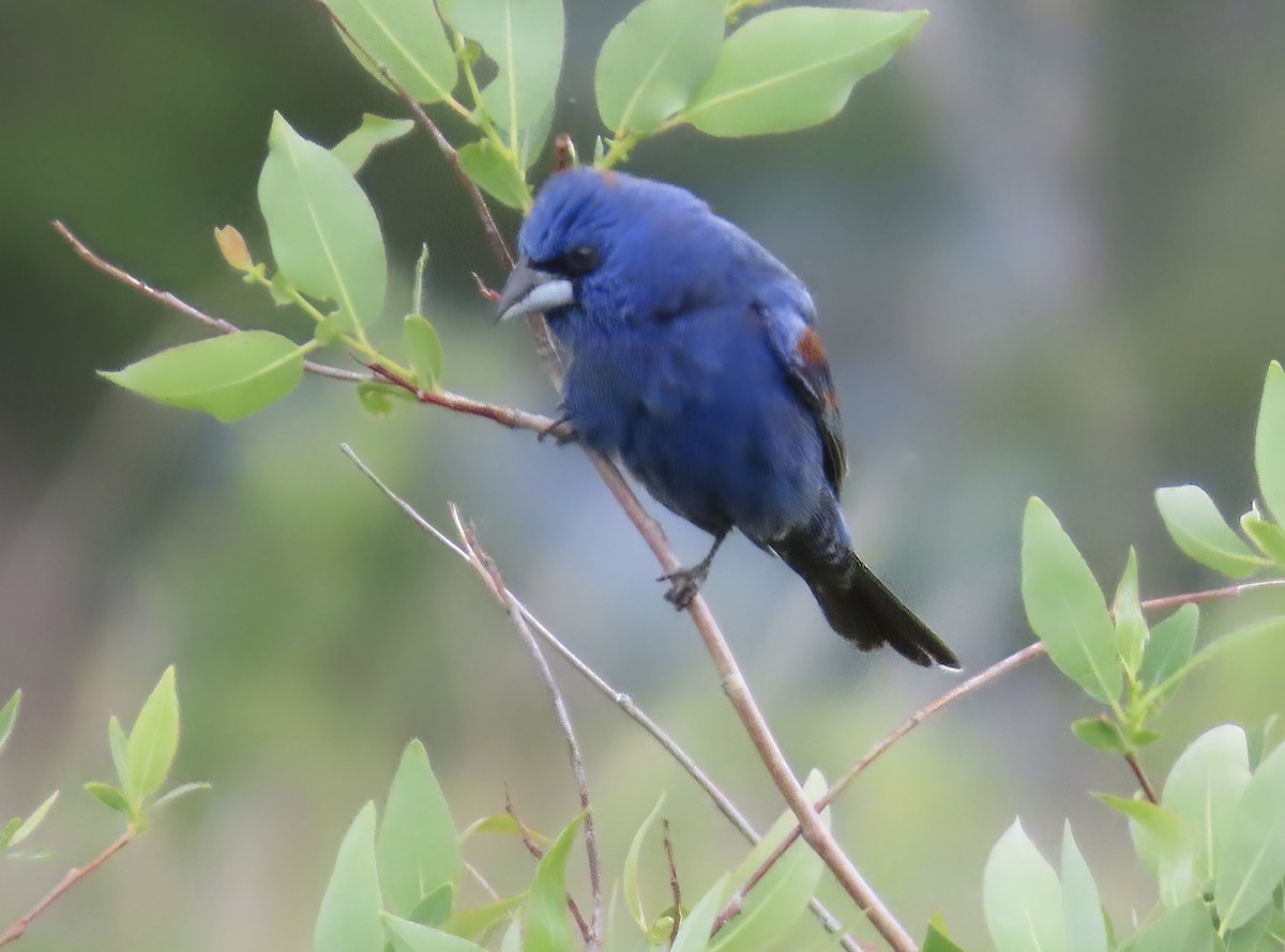 Blue Grosbeak - ML637264452