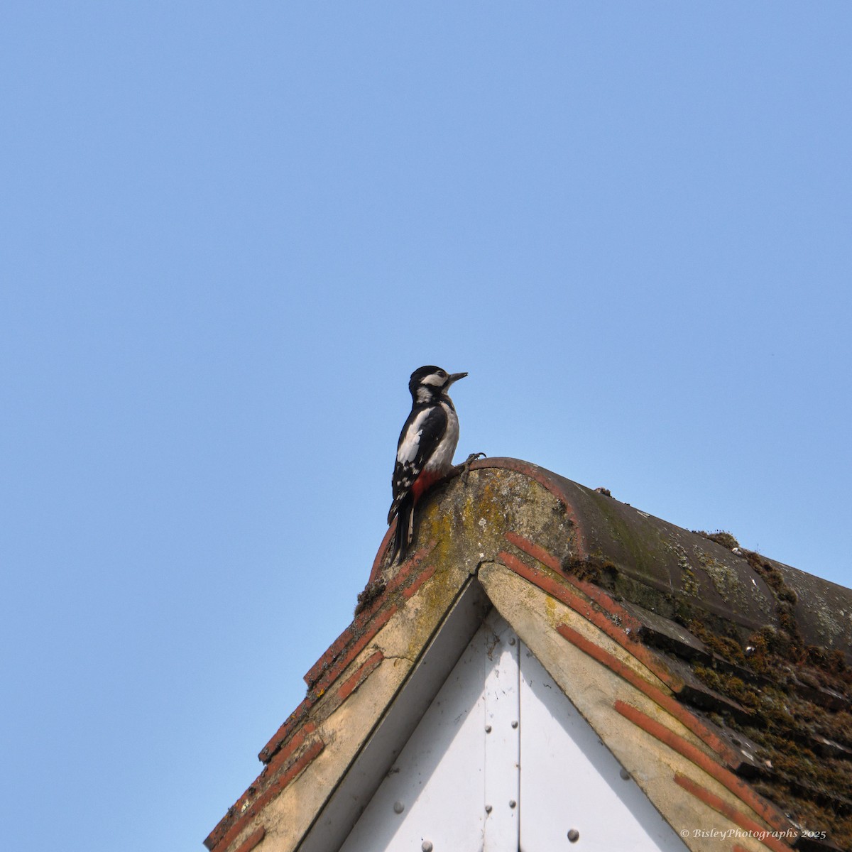 strakapoud velký - ML637264460