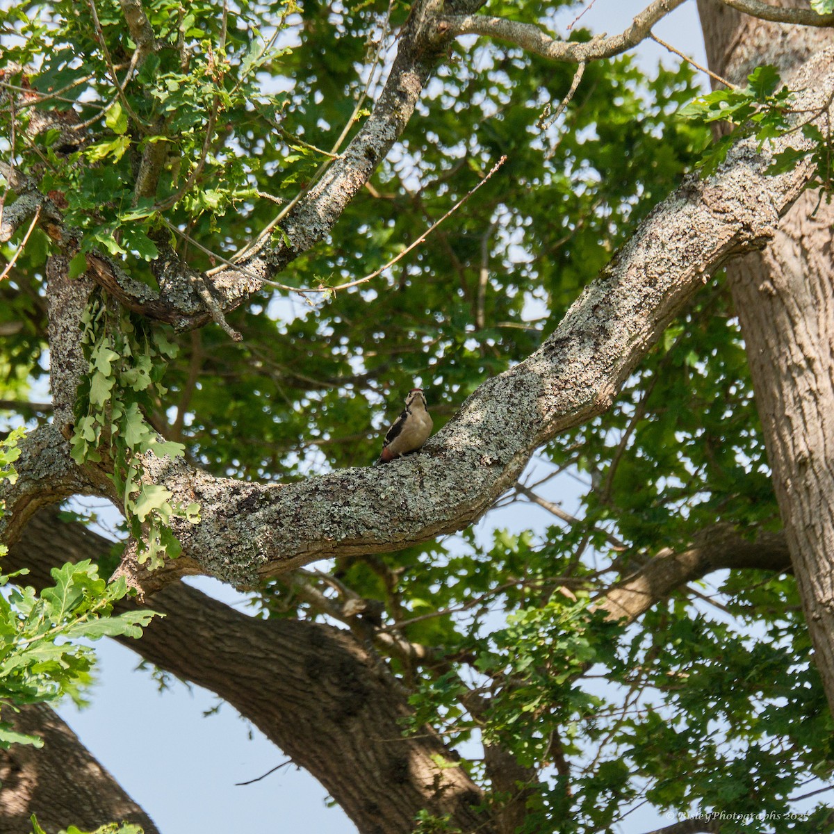 strakapoud velký - ML637264461