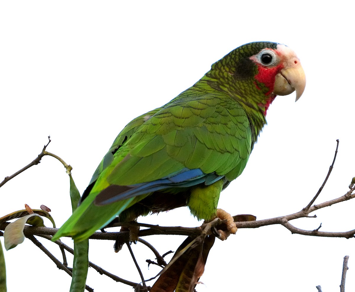 Cuban Amazon (Cayman Is.) - ML637264475