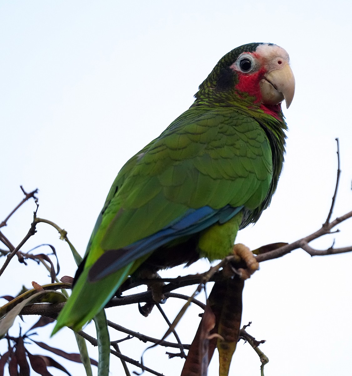 Cuban Amazon (Cayman Is.) - ML637264476