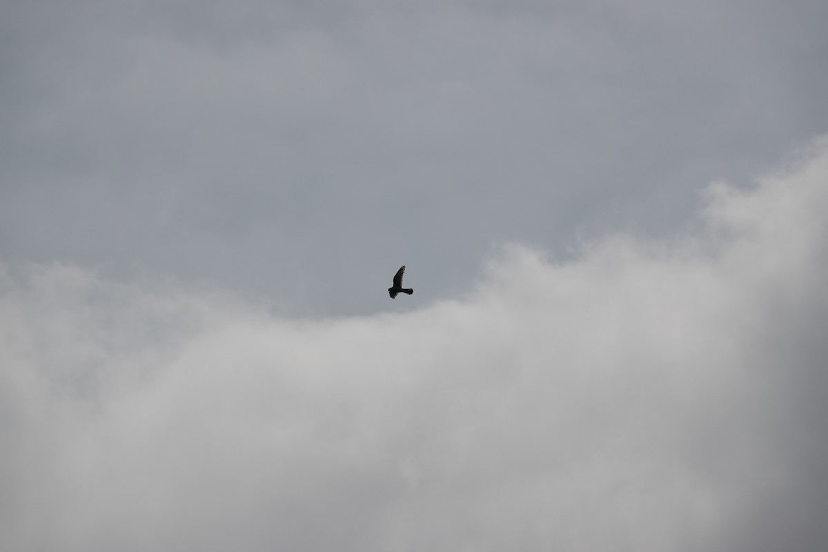 American Kestrel - ML637264516