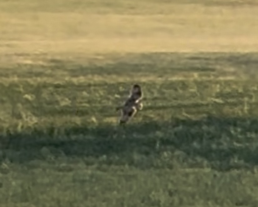Short-eared Owl - ML637264530