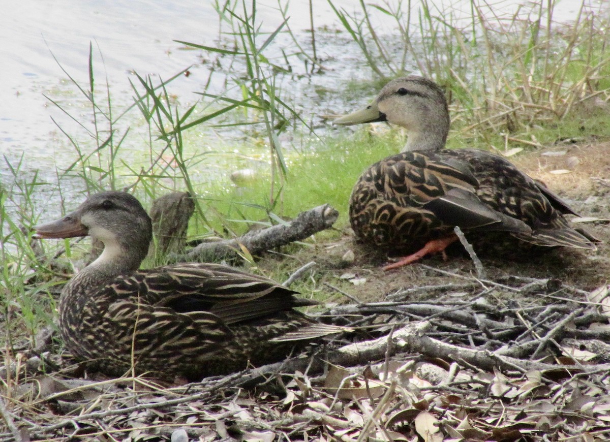 Mallard x Mottled Duck (hybrid) - ML637264541