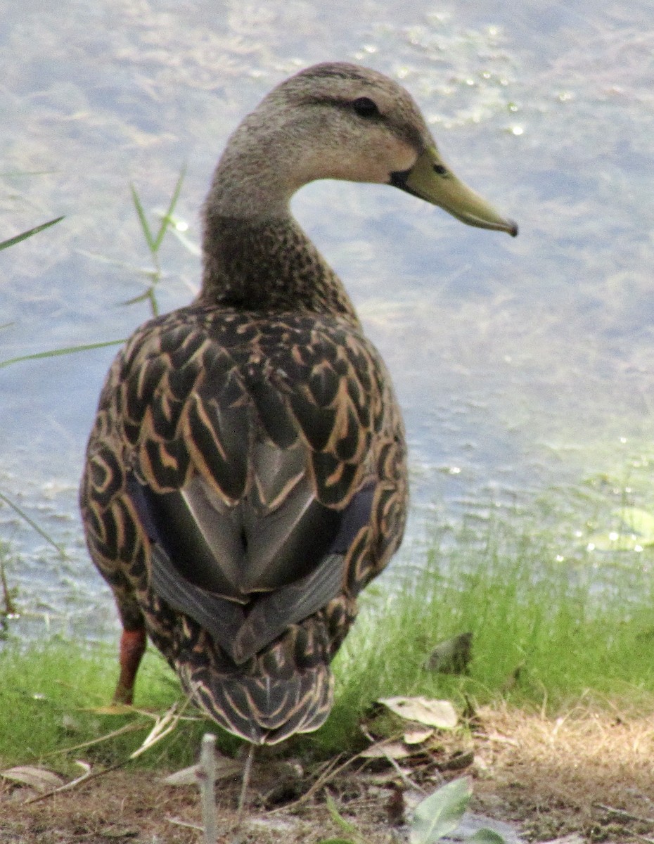 Mallard x Mottled Duck (hybrid) - ML637264542