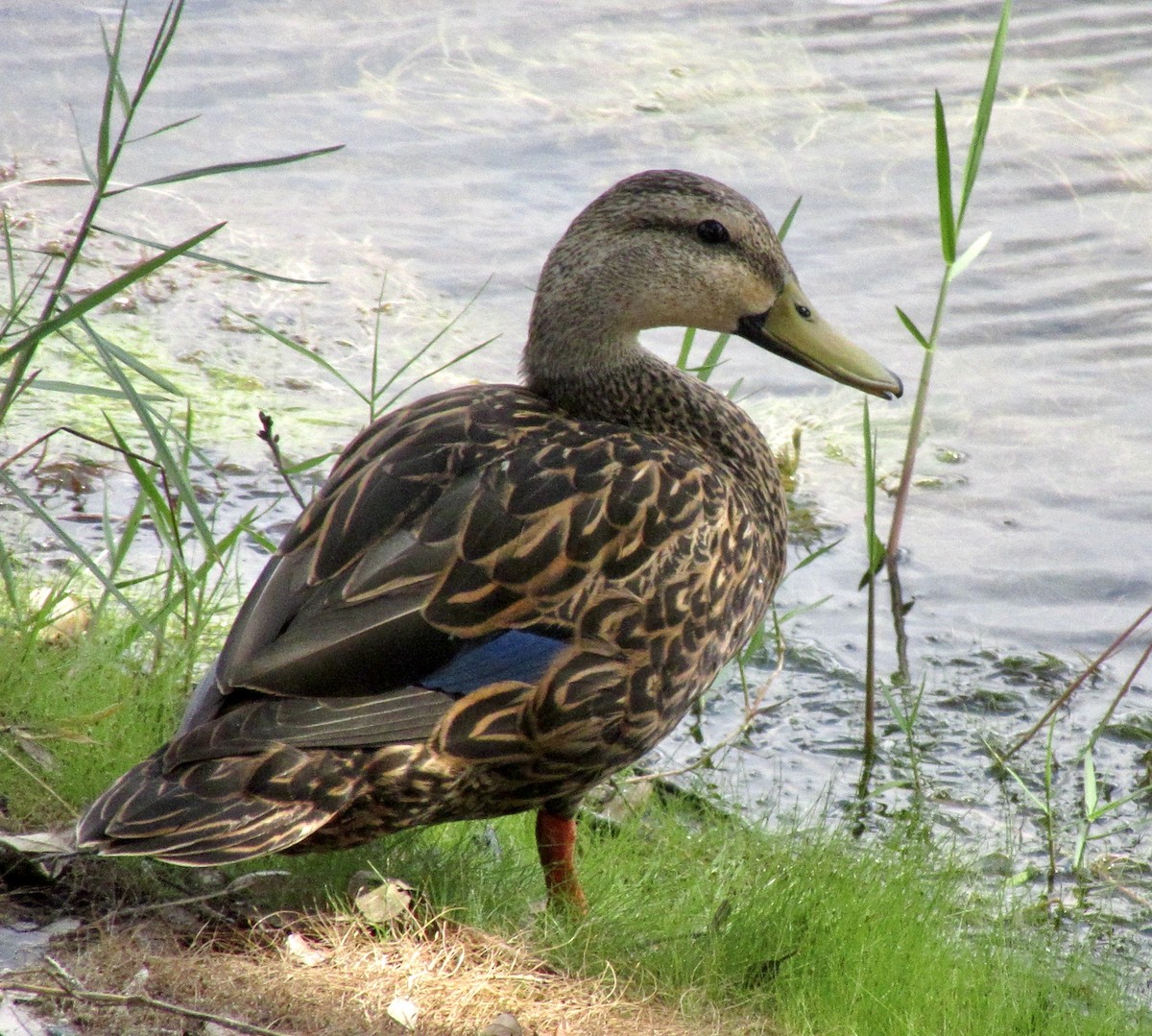 Mallard x Mottled Duck (hybrid) - ML637264543