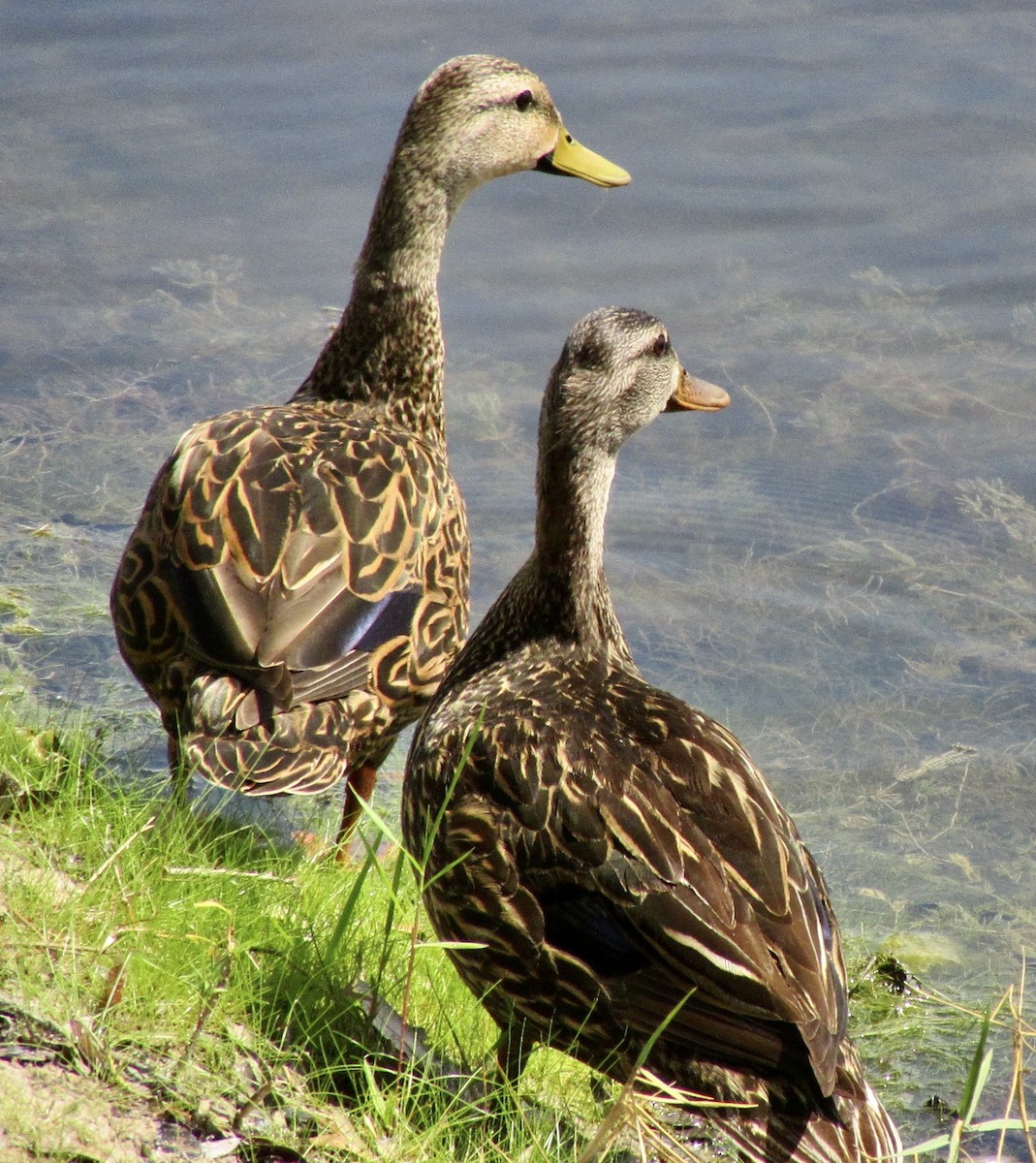 Mallard x Mottled Duck (hybrid) - ML637264544
