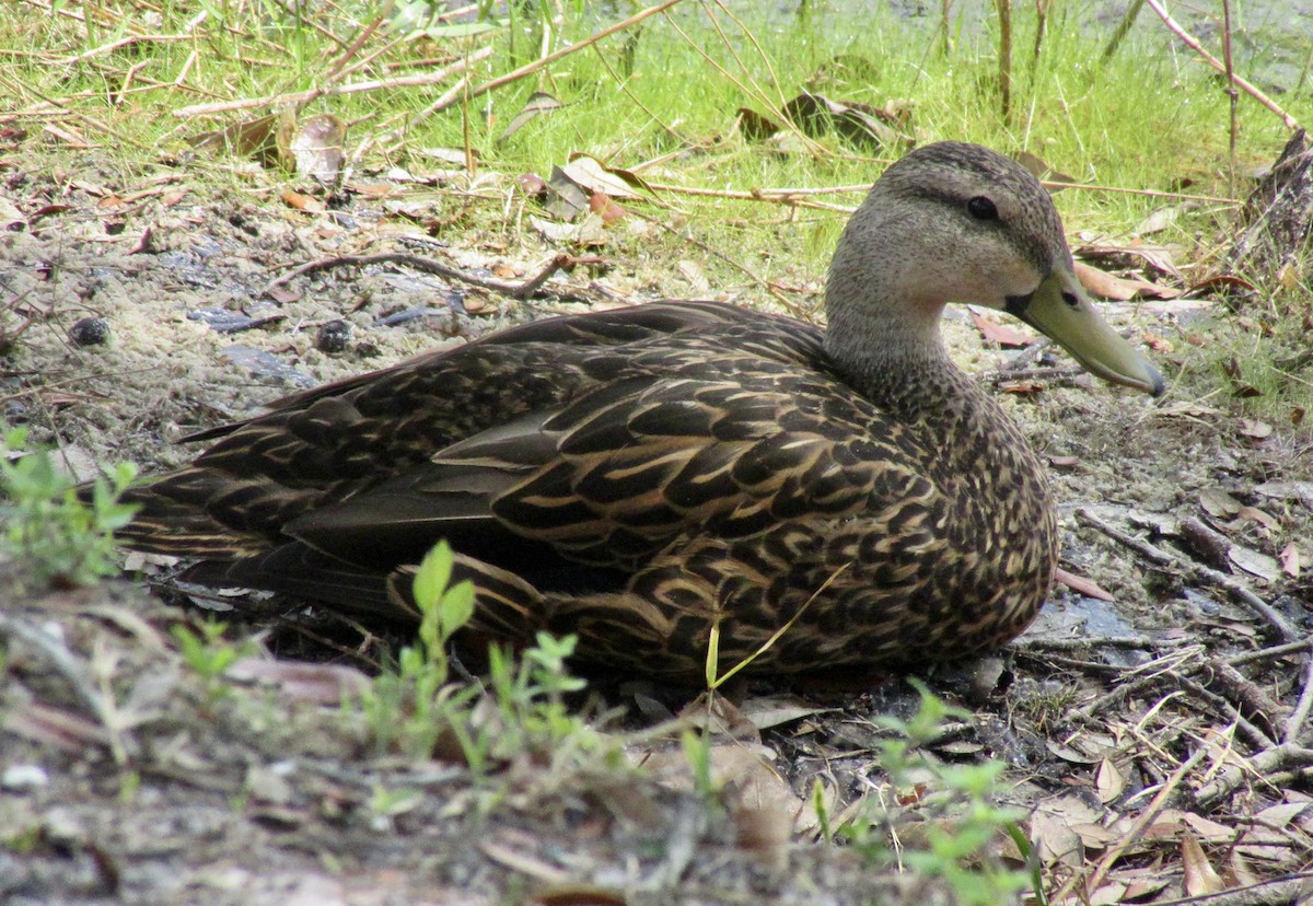 Mallard x Mottled Duck (hybrid) - ML637264546