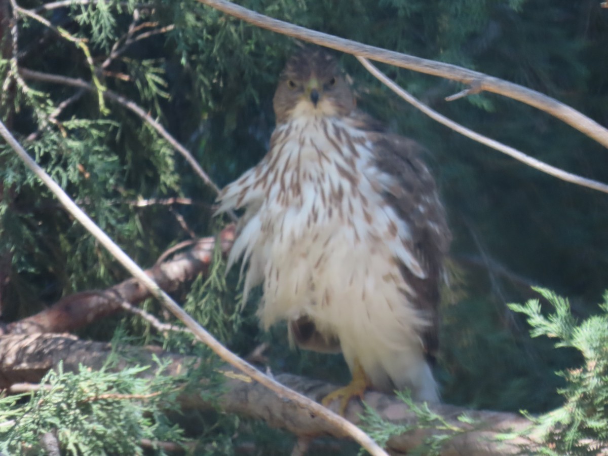 Sharp-shinned/Cooper's Hawk - ML637264553