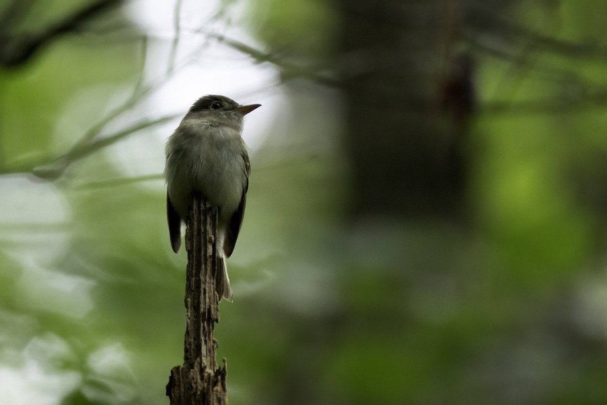 Acadian Flycatcher - ML637264561