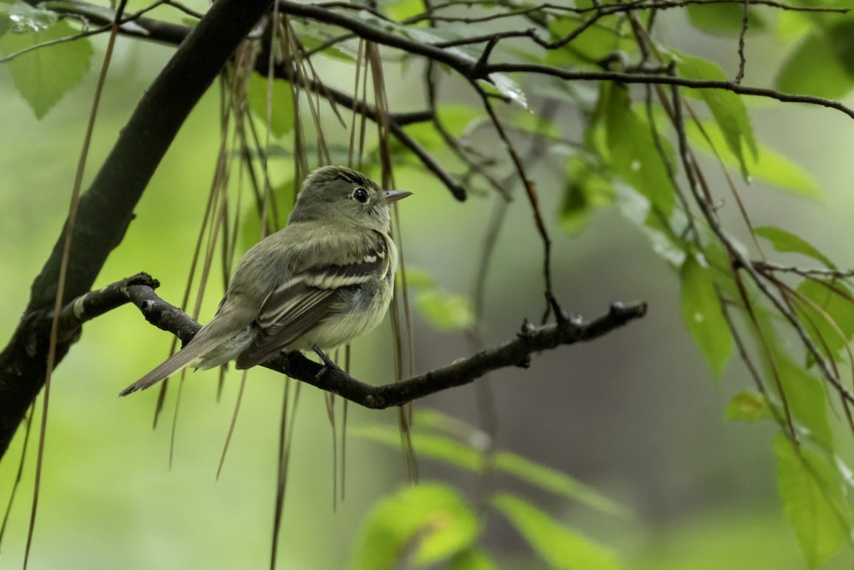 Acadian Flycatcher - ML637264562