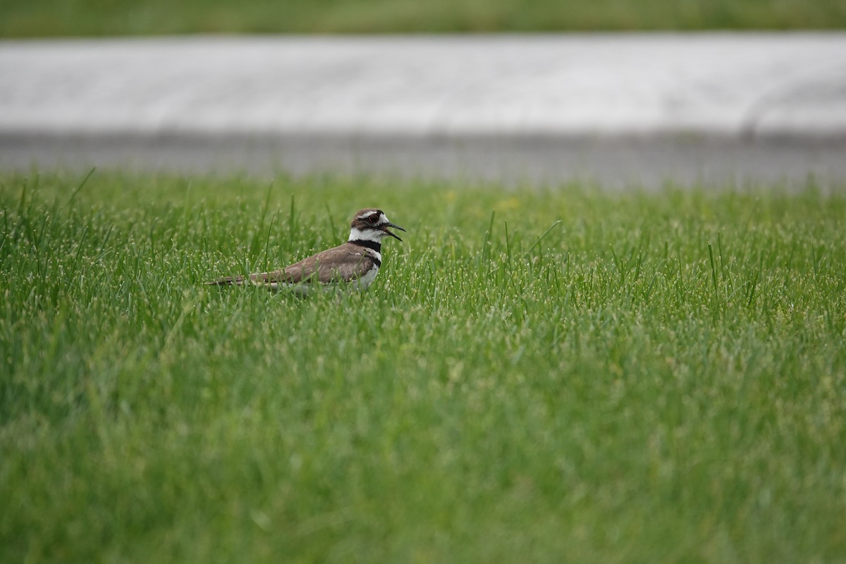 Killdeer - ML637264604