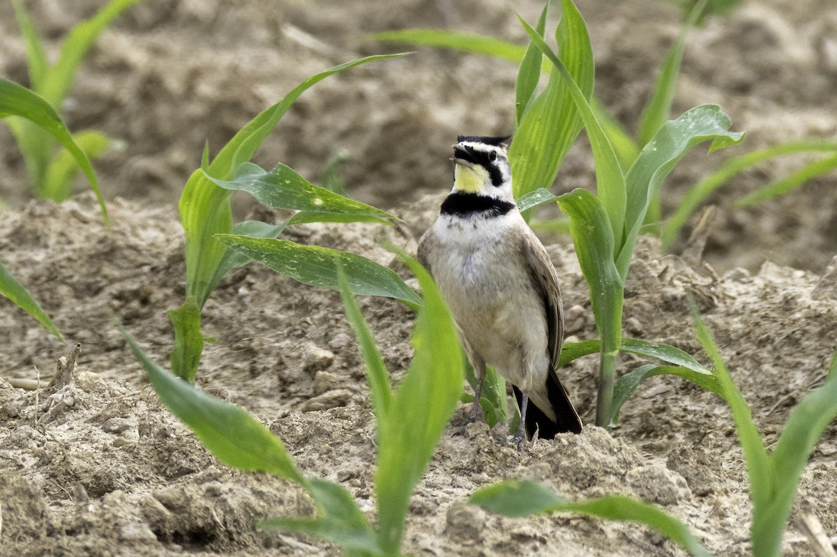 Horned Lark - ML637264621