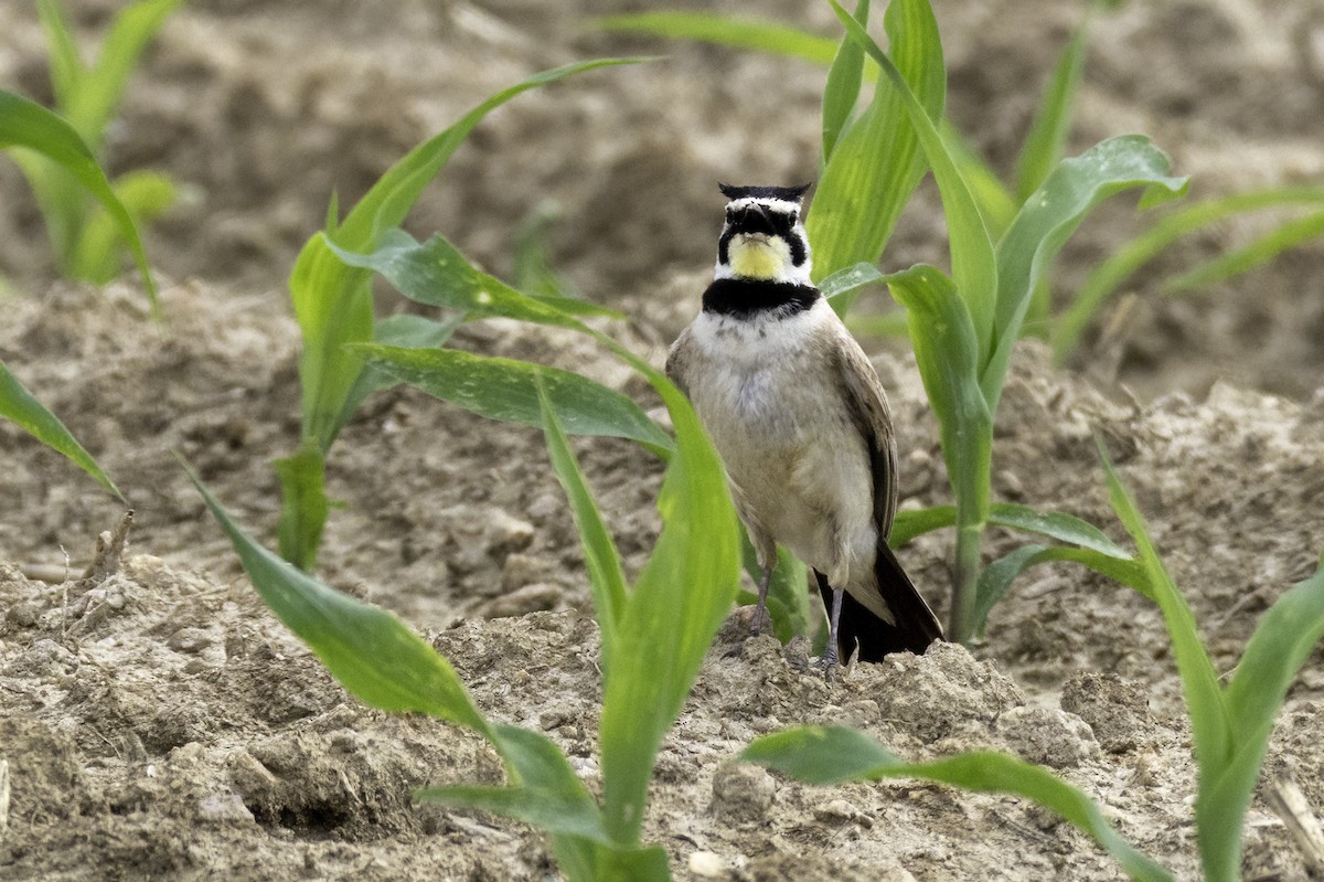 Horned Lark - ML637264627