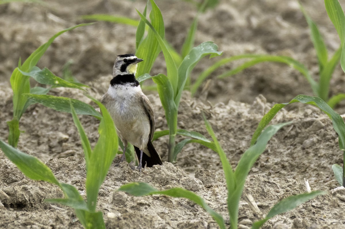 Horned Lark - ML637264628