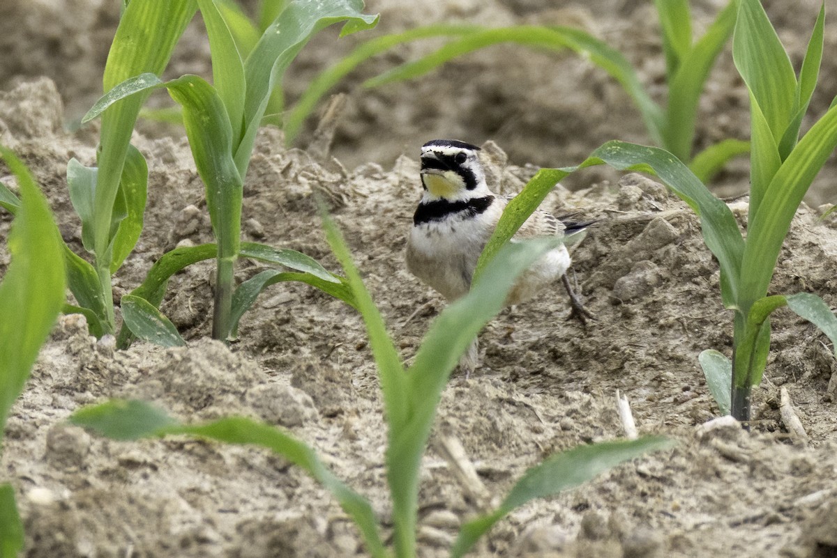Horned Lark - ML637264635