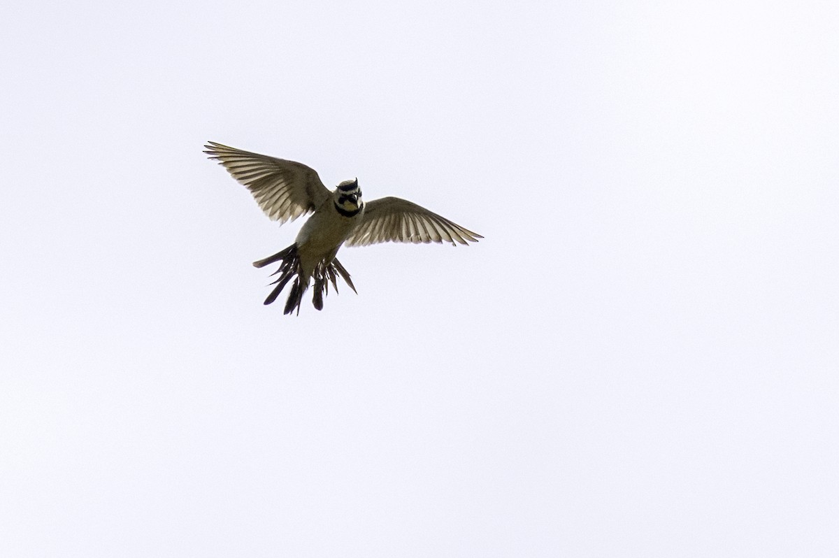 Horned Lark - ML637264649