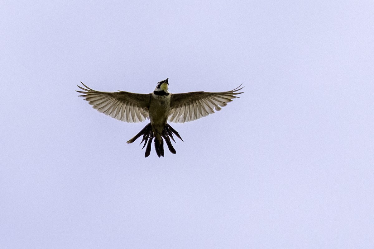 Horned Lark - ML637264650