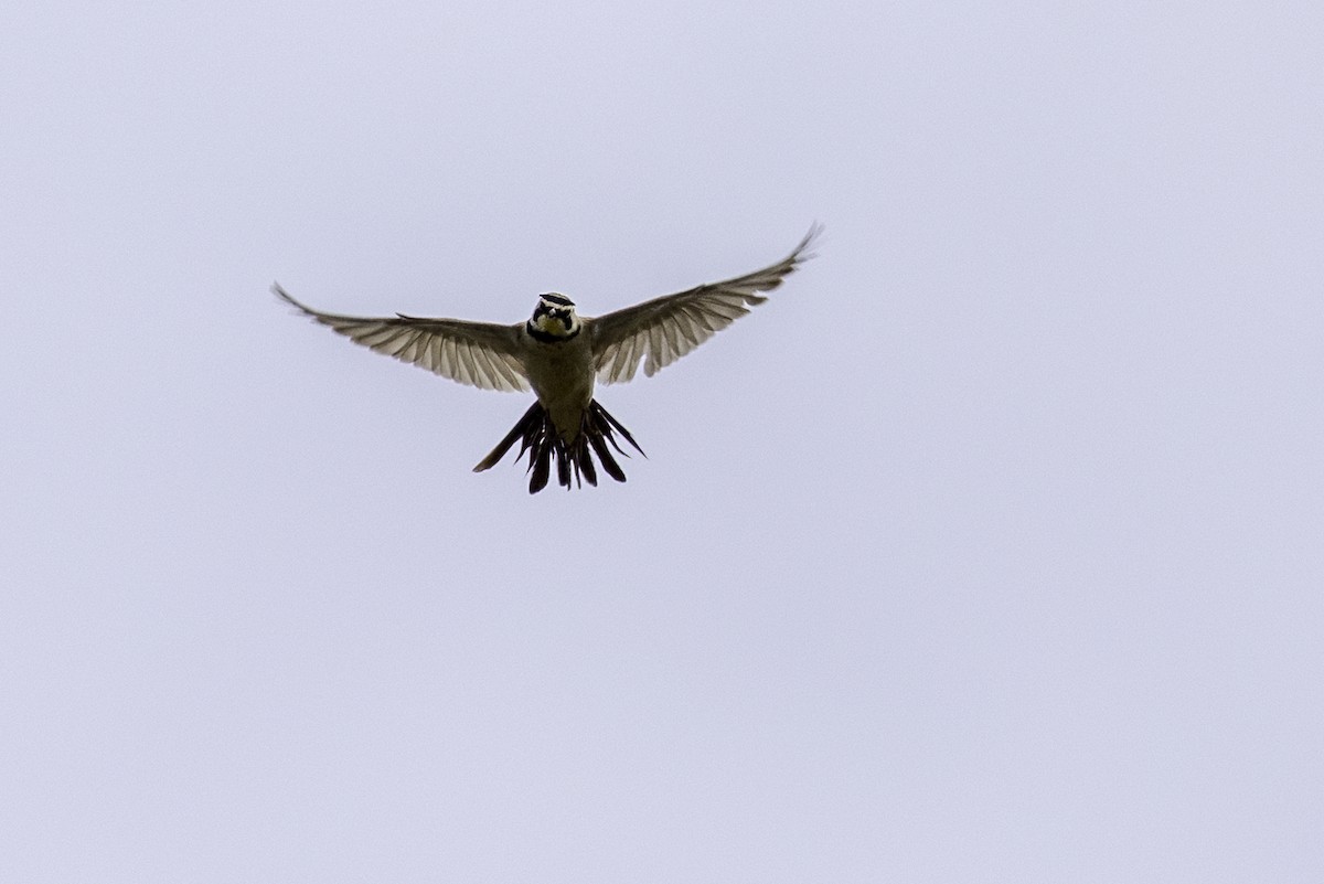 Horned Lark - ML637264651
