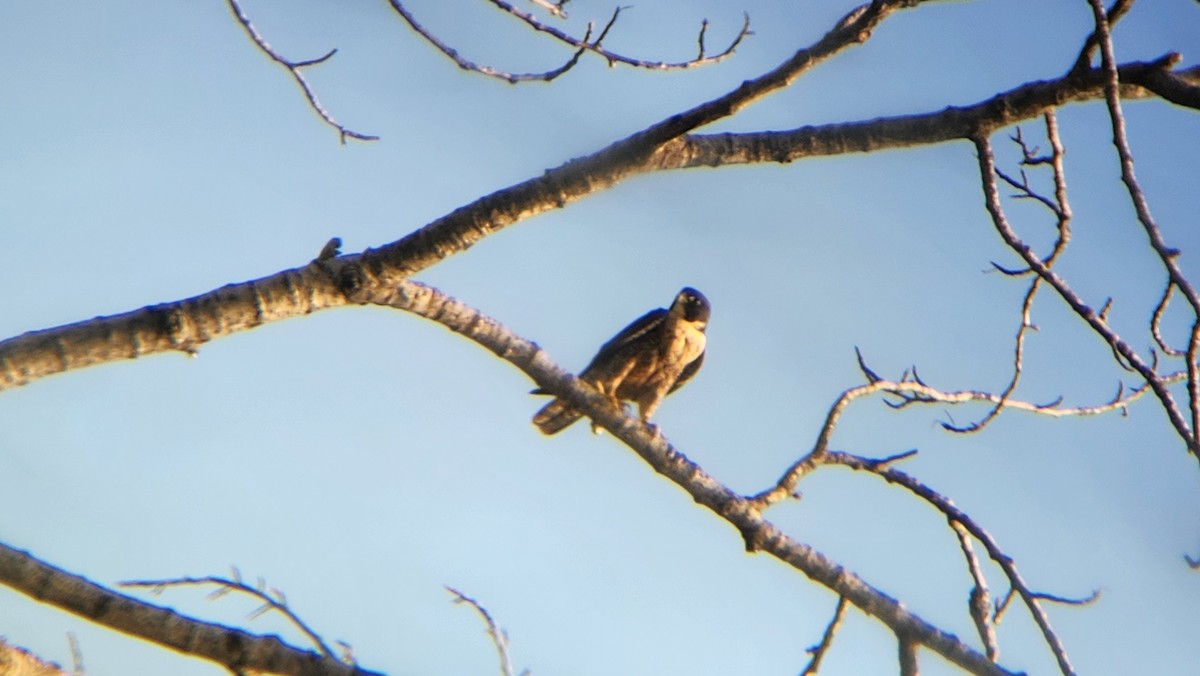 Peregrine Falcon - ML637264676