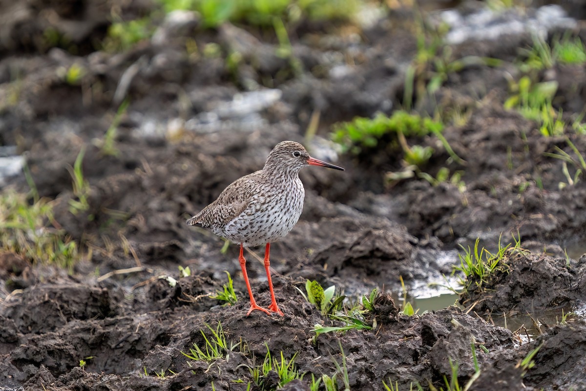 Common Redshank - ML637264688