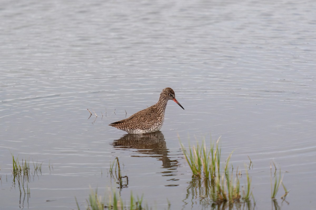 Common Redshank - ML637264703