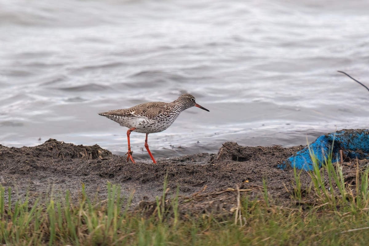 Common Redshank - ML637264716