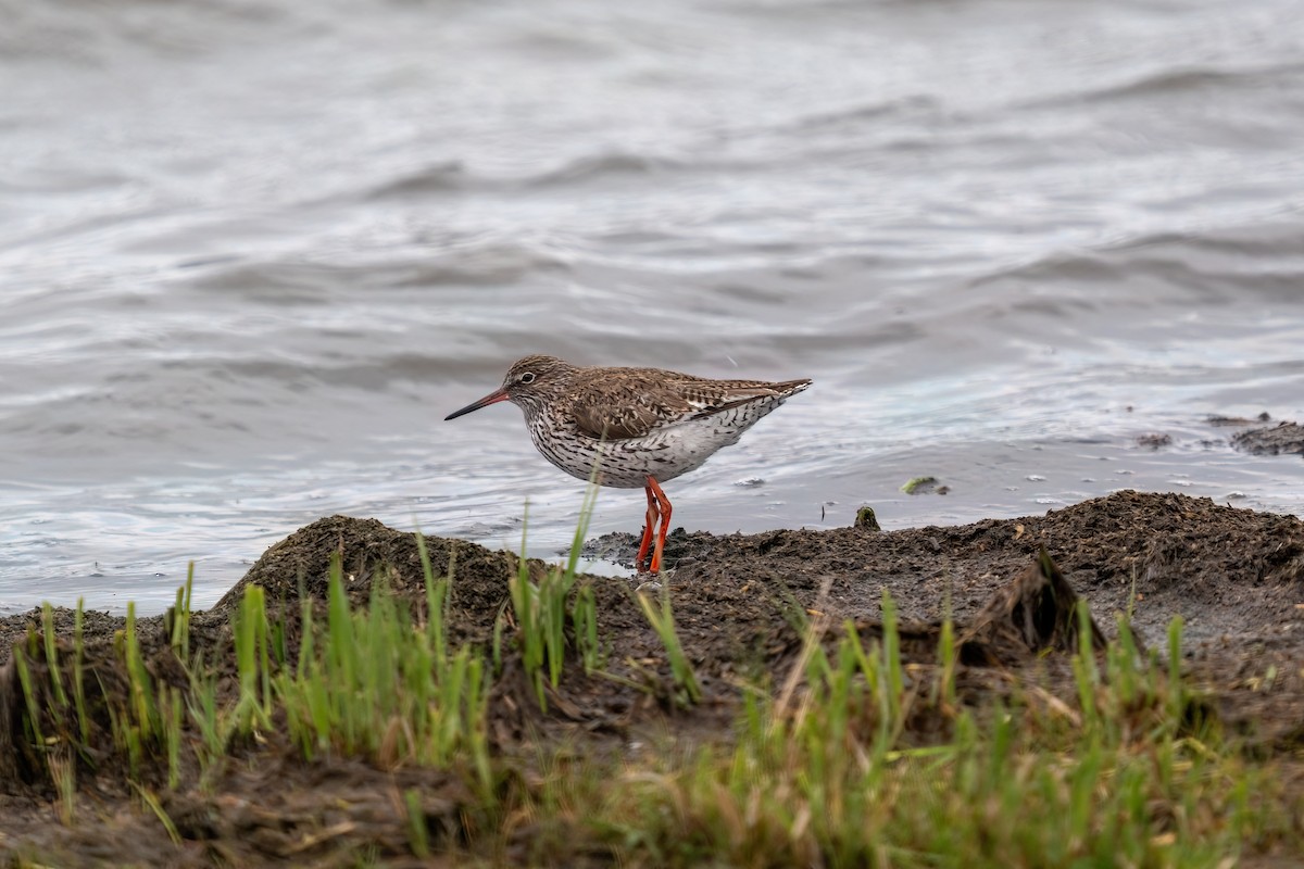Common Redshank - ML637264717