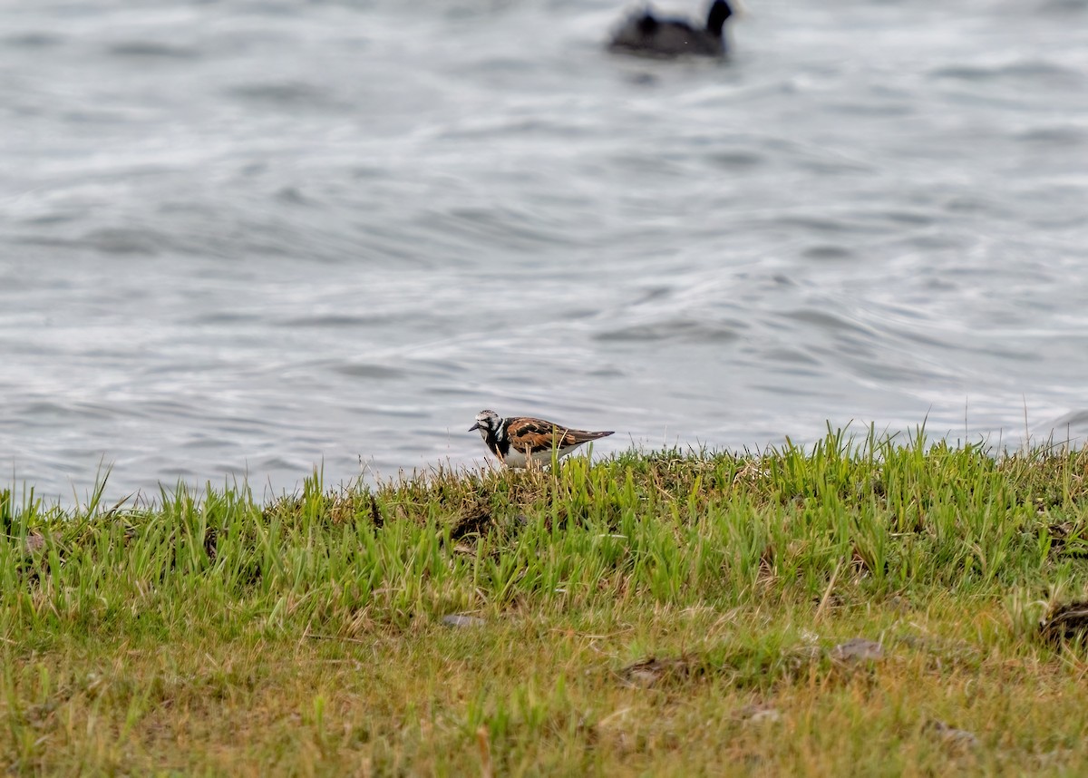 Ruddy Turnstone - ML637264726