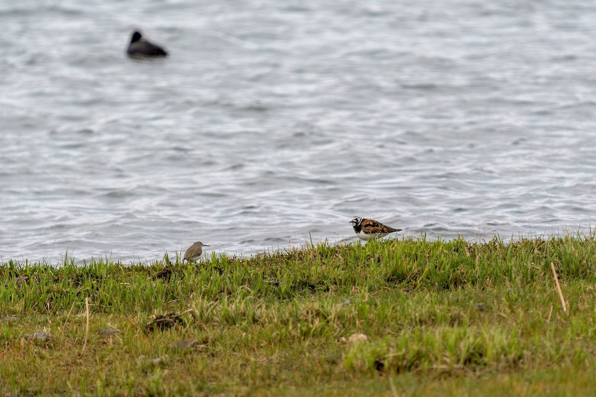 Ruddy Turnstone - ML637264727