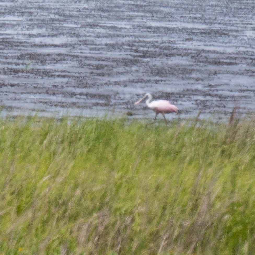 Roseate Spoonbill - ML637264729