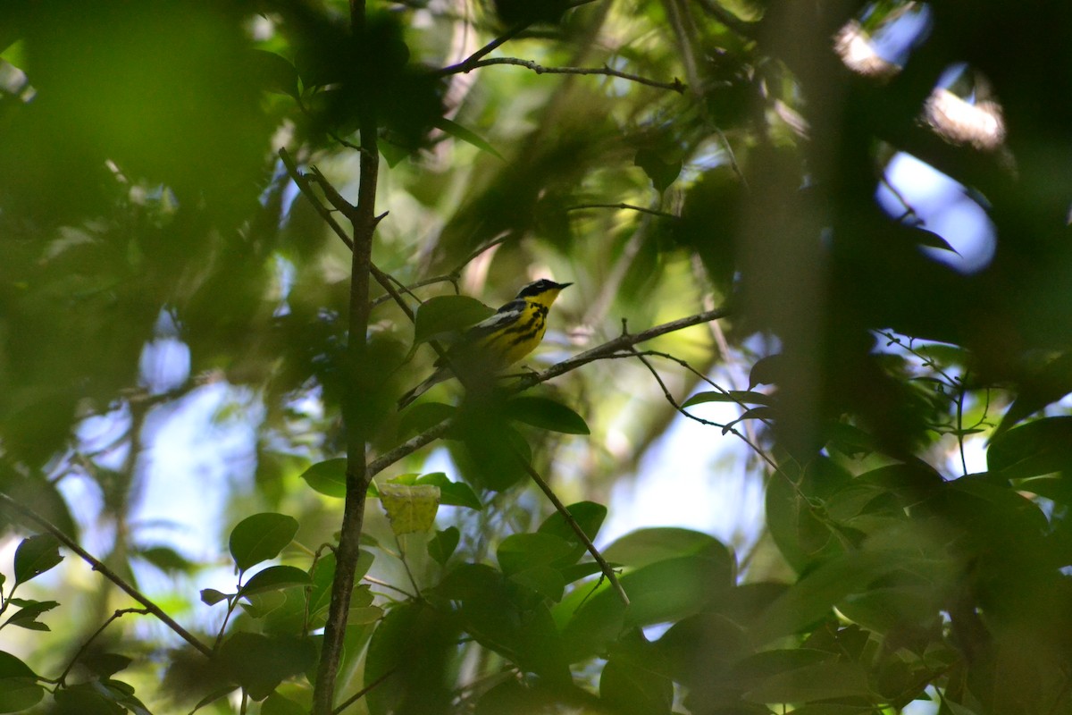 Magnolia Warbler - ML637264731