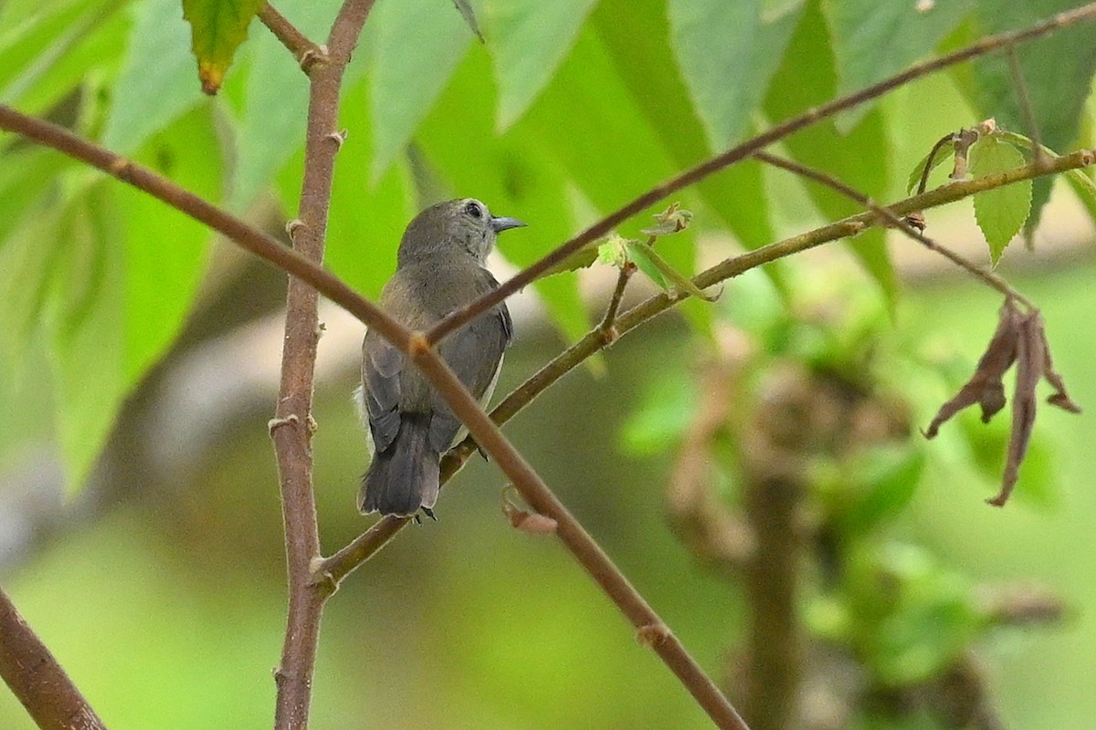 Nilgiri Flowerpecker - ML637264736