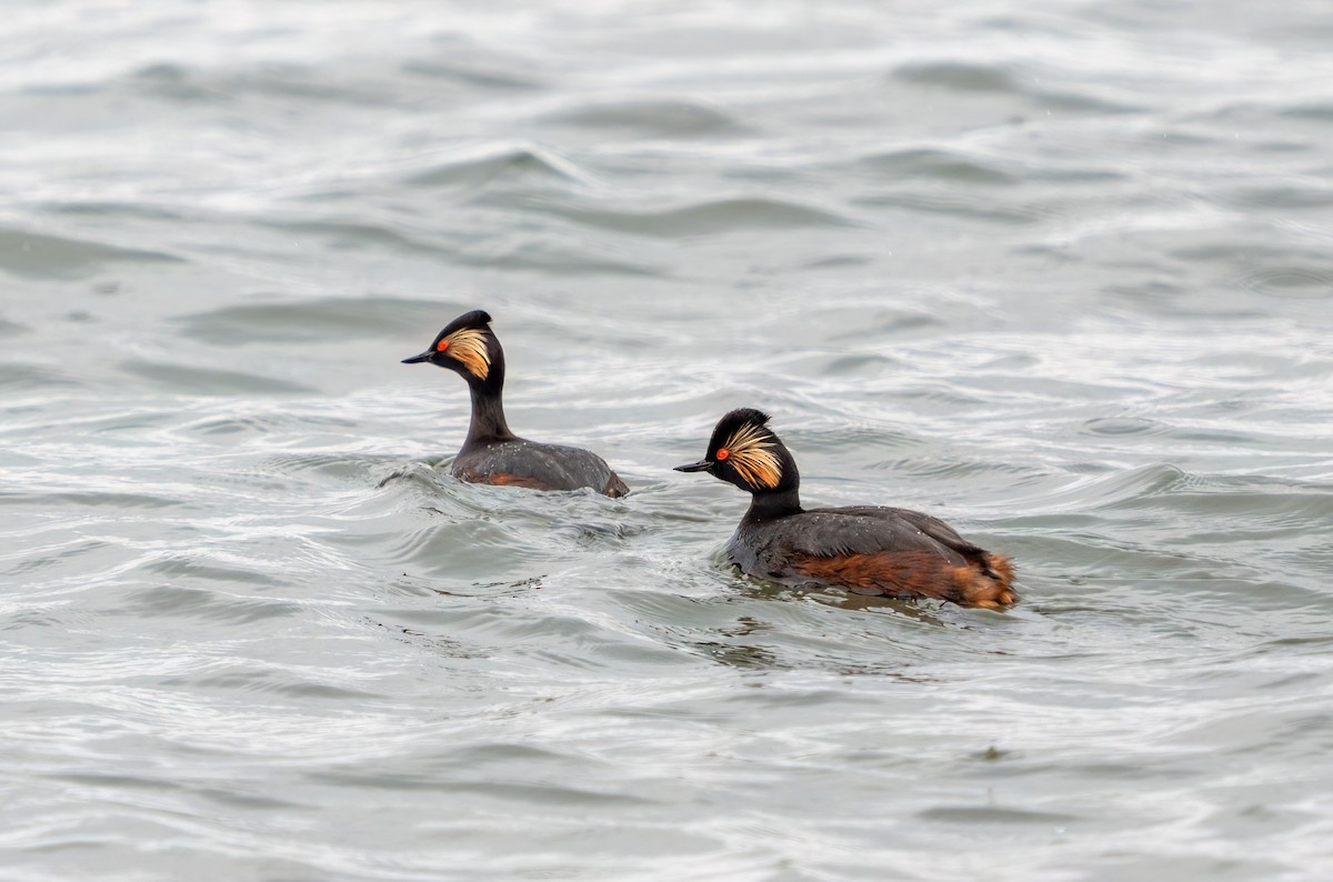 Eared Grebe - ML637264739