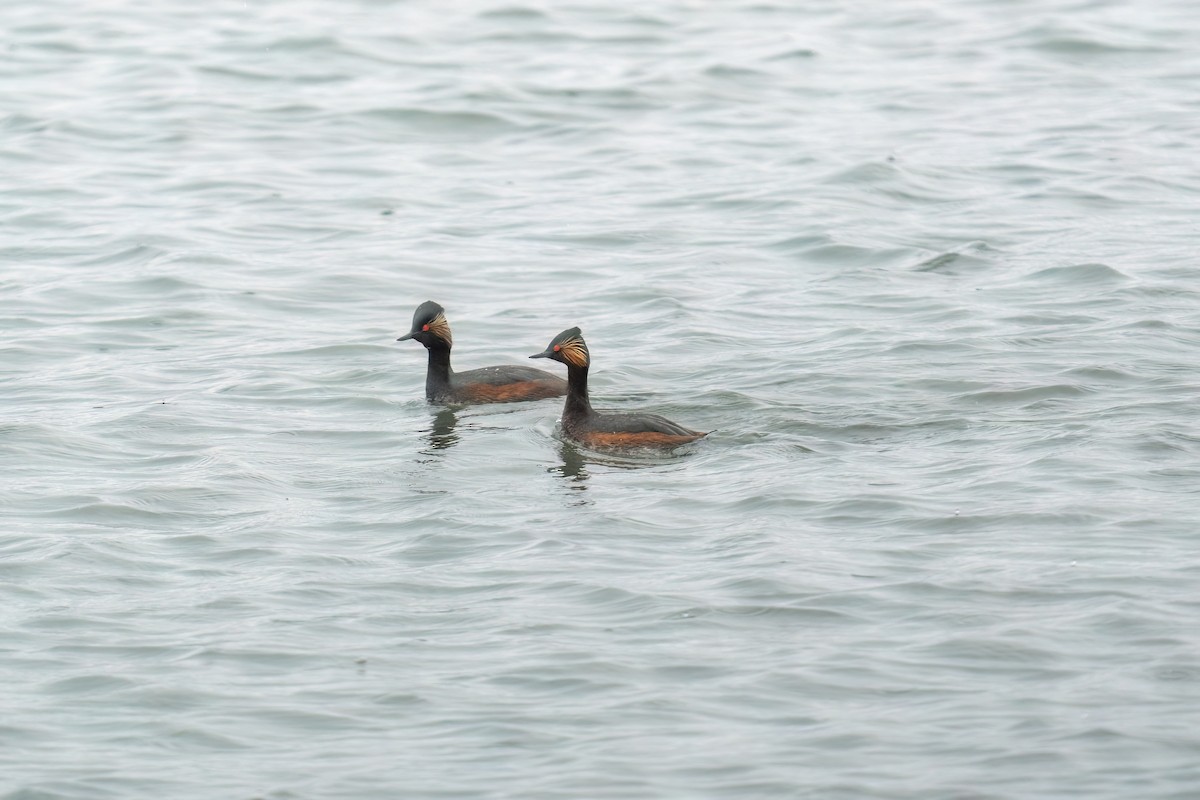 Eared Grebe - ML637264740
