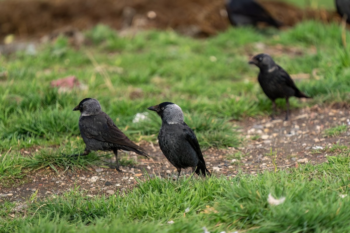 Eurasian Jackdaw - ML637264761