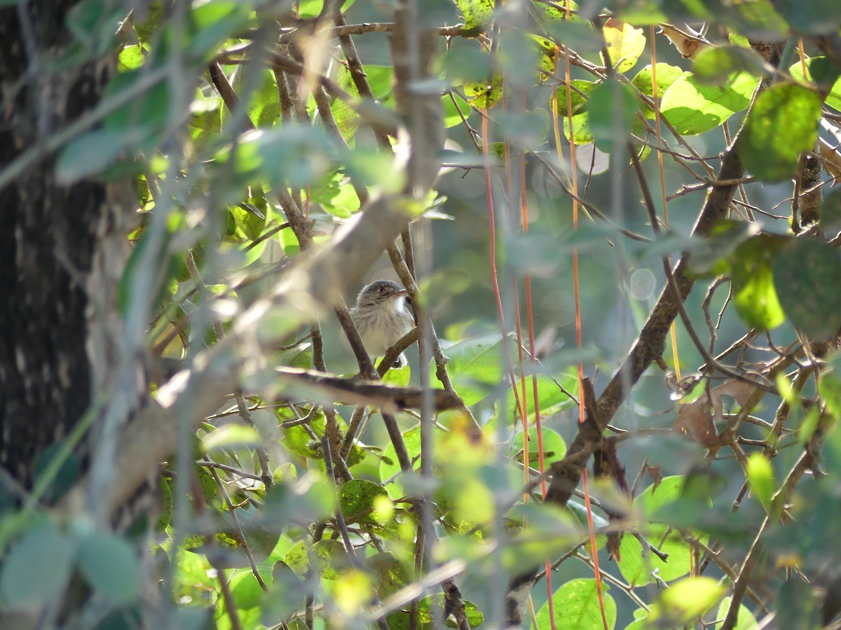 Pearly-vented Tody-Tyrant - ML637264767