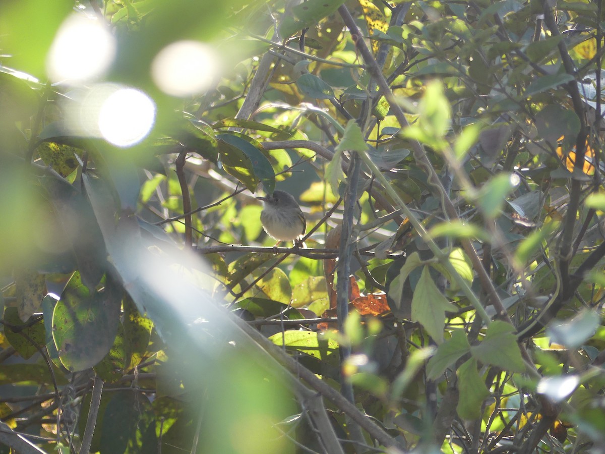 Pearly-vented Tody-Tyrant - ML637264768