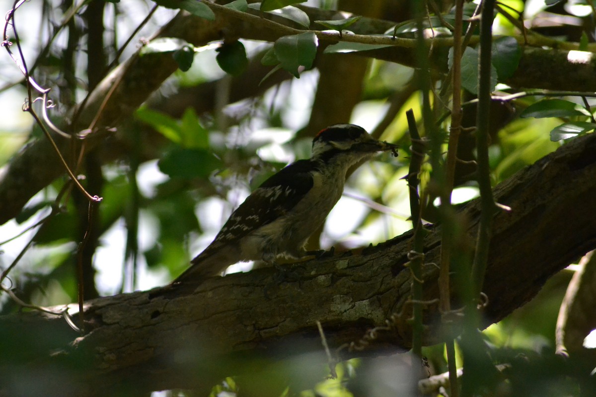 Downy Woodpecker - ML637264782