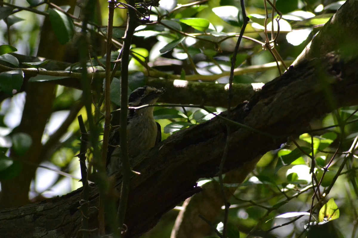 Downy Woodpecker - ML637264783
