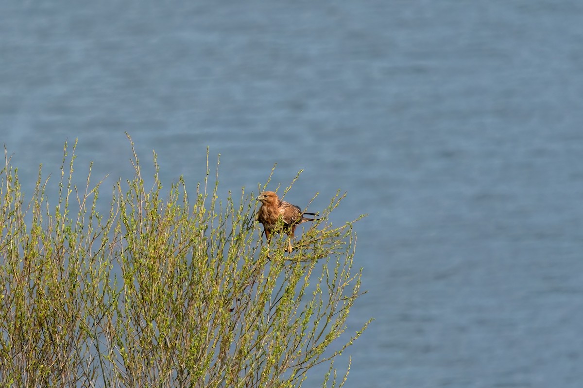 Long-legged Buzzard - ML637264794