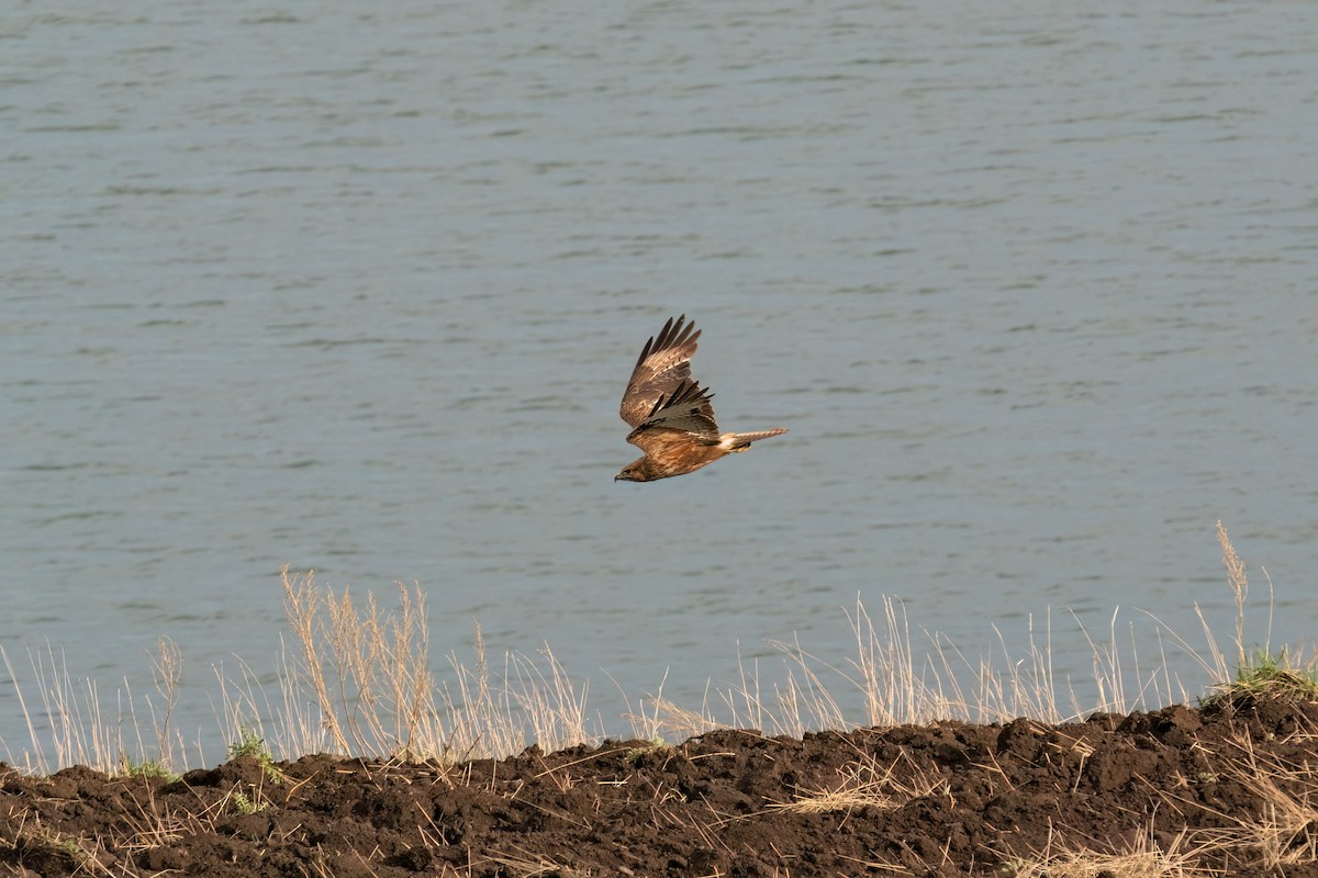 Long-legged Buzzard - ML637264795