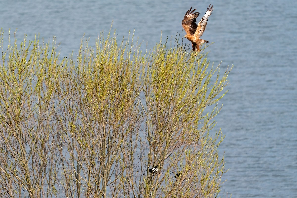 Long-legged Buzzard - ML637264796