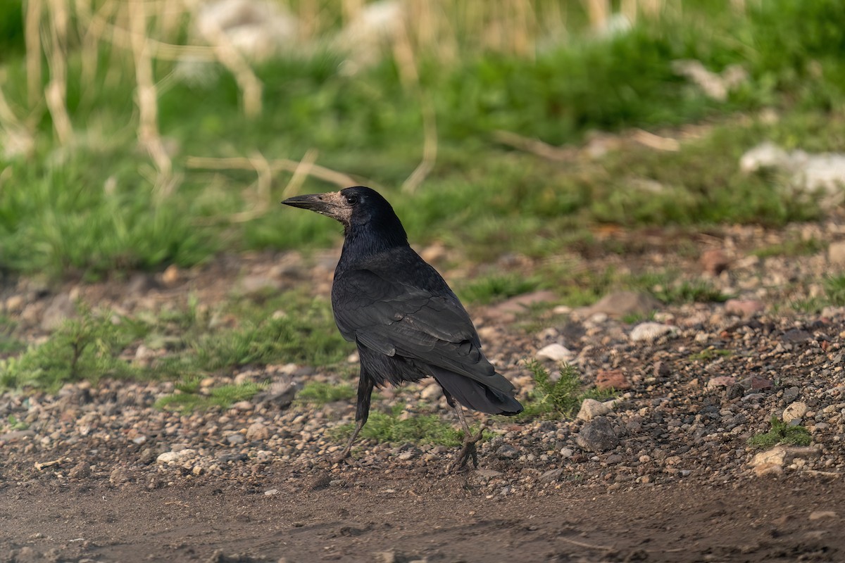 Rook - ML637264804