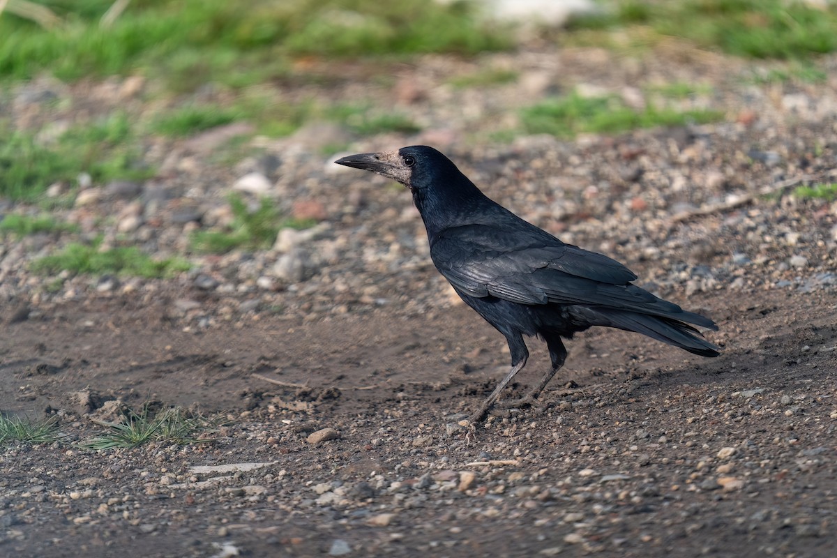 Rook - ML637264805