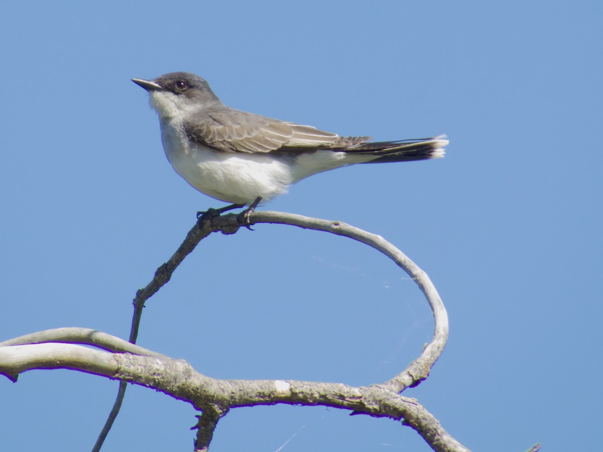 Eastern Kingbird - ML637264832