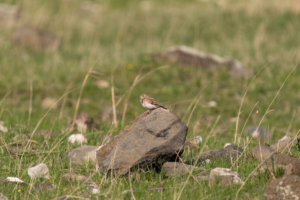 Eurasian Skylark - ML637264844