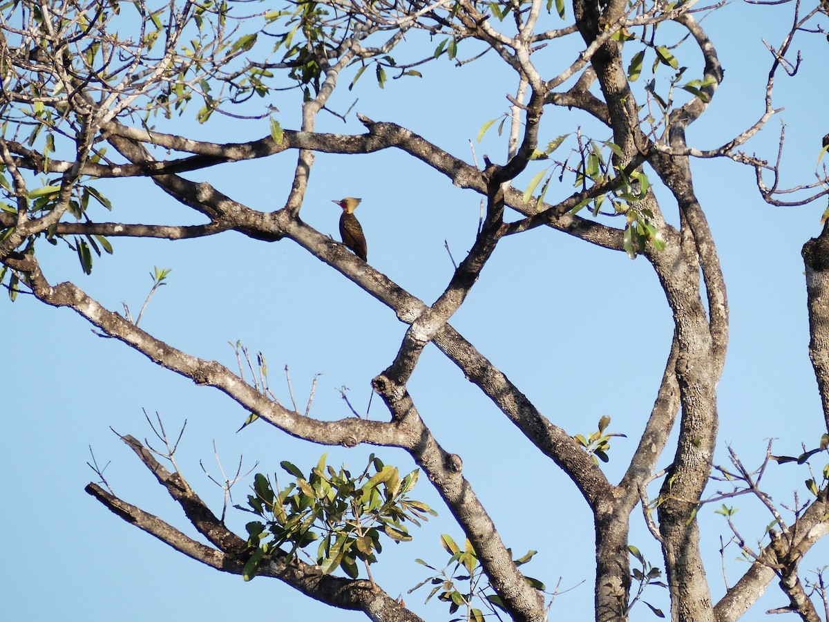Pale-crested Woodpecker - ML637264845