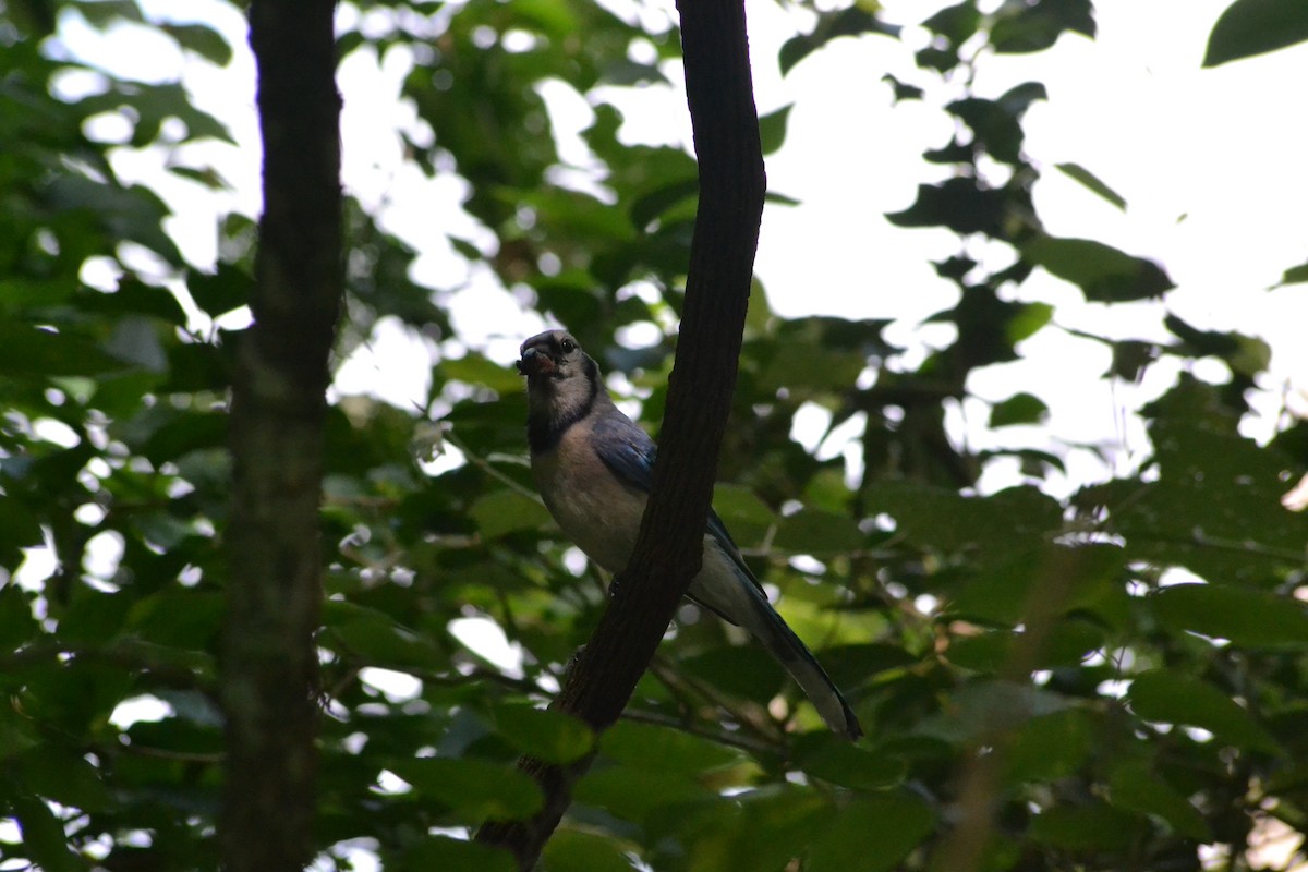 Blue Jay - ML637264858