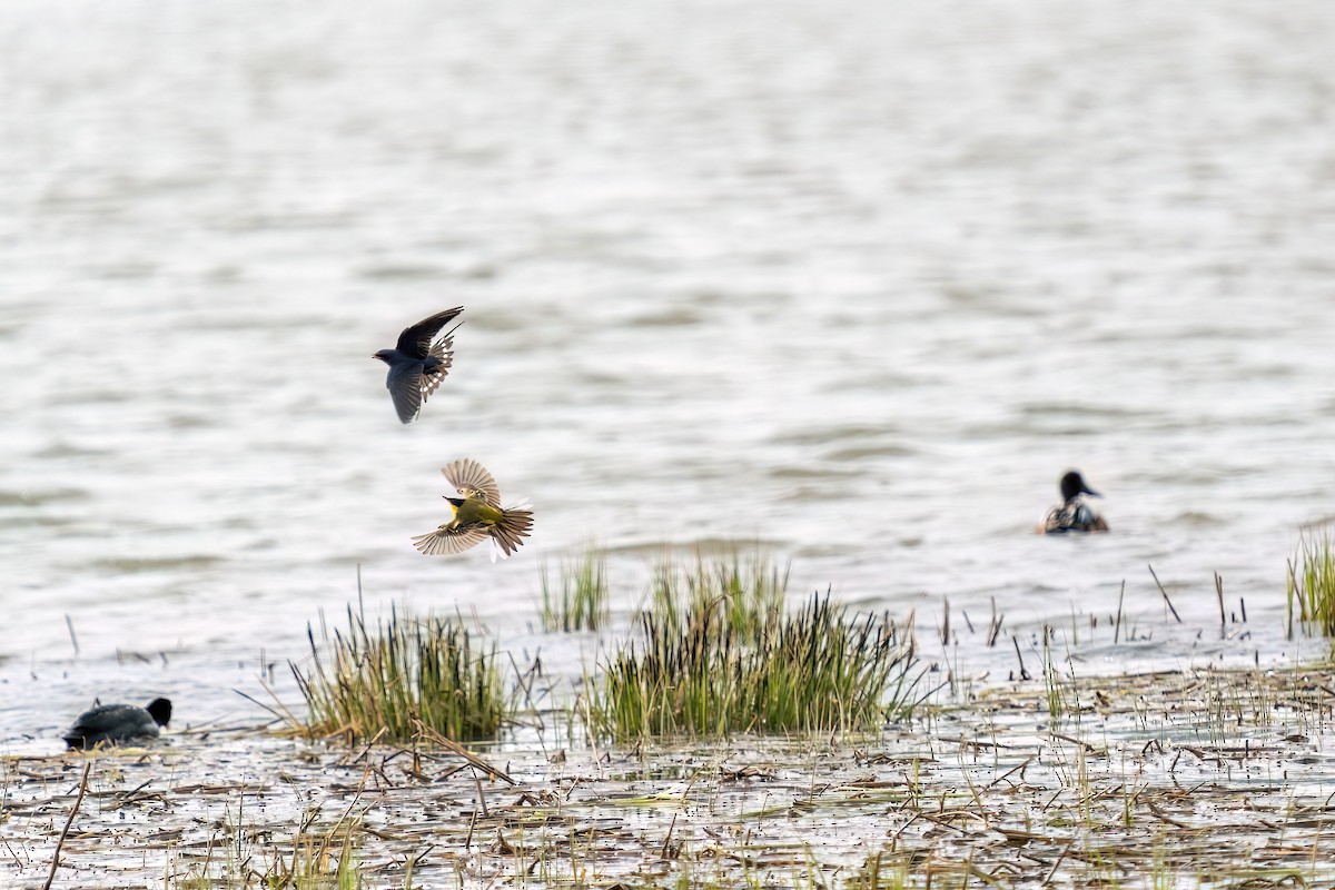 Western Yellow Wagtail - ML637264898